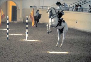 Training in der Königlichen Andalusischen Reitschule von Jerez