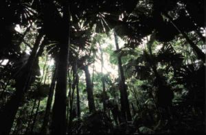 Auch grüne Regenwälder gehören zum Landschaftsbild Australiens. Bild: Brian Geach, Tourism Australia
