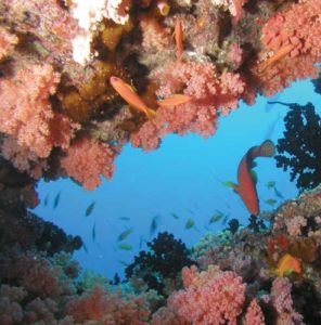 Vor den Malediven gibt es einzigartige Korallenriffe