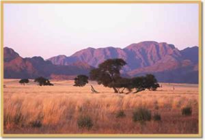 Große Teile Namibias sind Savanne