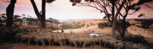 Im Outback von Südaustralien finden sich zahlreiche Farmen