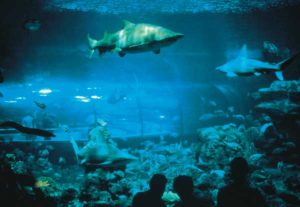 Auge in Auge mit dem Hai im Aquarium Barcelona