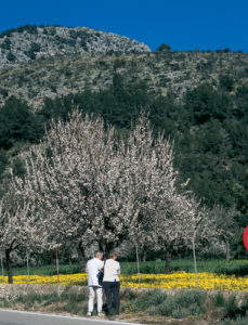 Auf Mallorca gibt es mehrere Millionen Mandelbäume