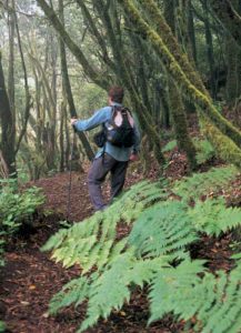 Wanderer im Parque Nacional de Garajonay