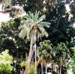 In Puerto de la Cruz Südosten liegt der „Jardín Botánico“, der Botanische Garten Teneriffas