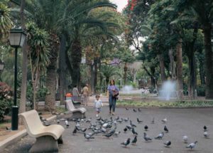 Weg durch den Stadtpark von Santa Cruz Im Stadtgarten von Santa Cruz führen schattige Alleen an Lorbeerbäumen und anderen Baumriesen vorbei
