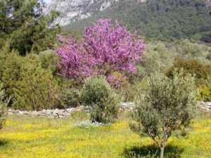 Blühende Vegetation auf Samos