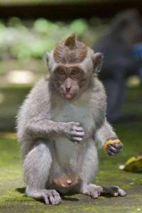 Zu den Attraktionen Ubuds zählt der „Monkey Forest“, ein Wald mit handzahmen Affen