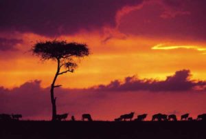 Tierherde in der Savanne von Kenia