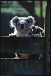 Im Australian Capital Territory leben Koalas