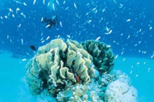Cerf Island bietet hervorragende Möglichkeiten für Unterwassersportler