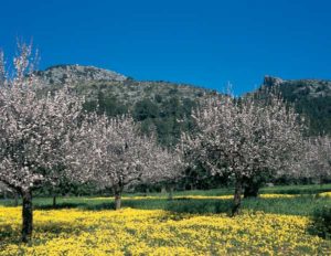 Mandelblüte auf Mallorca Die Zeit der Mandelblüte ist für viele Naturfreunde eine der schönsten Reisezeiten nach Mallorca