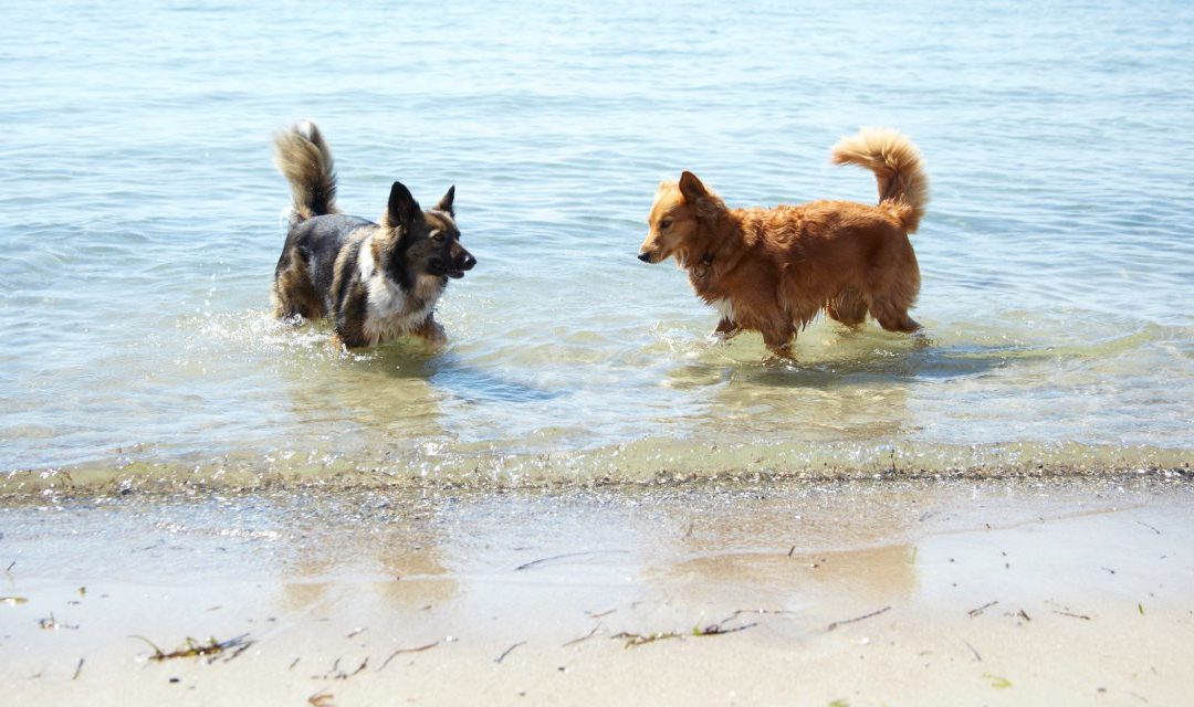 Strandöffnung für Hunde in der Lübecker Bucht im Winter 2017/2018