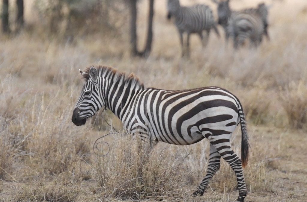 One Nature Hotels unterstützen Umweltprojekte in der Serengeti