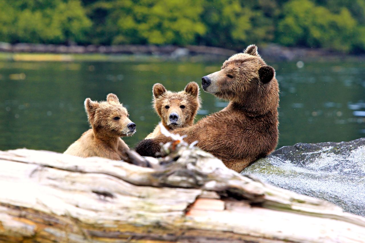 Bärenfamilie auf Berry Island