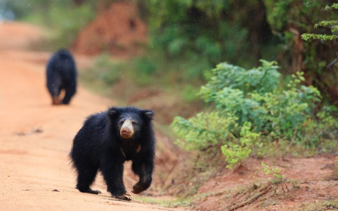 Lippenbären während der Paarungszeit auf Sri Lanka beobachten