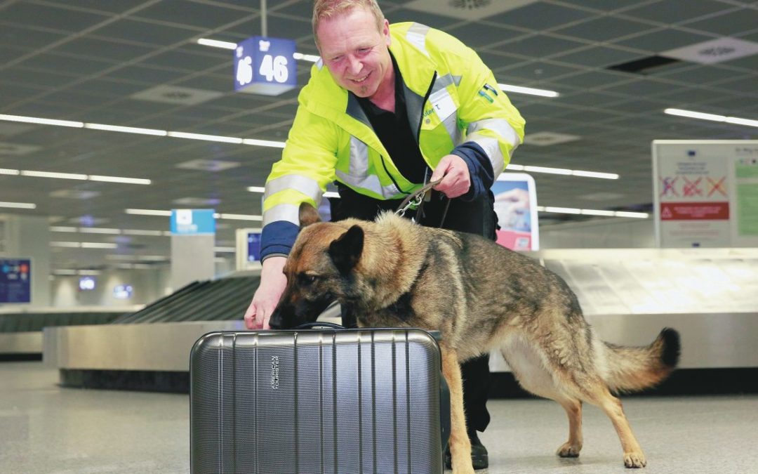 Spürhunde suchen nach Bettwanzen im Reisegepäck