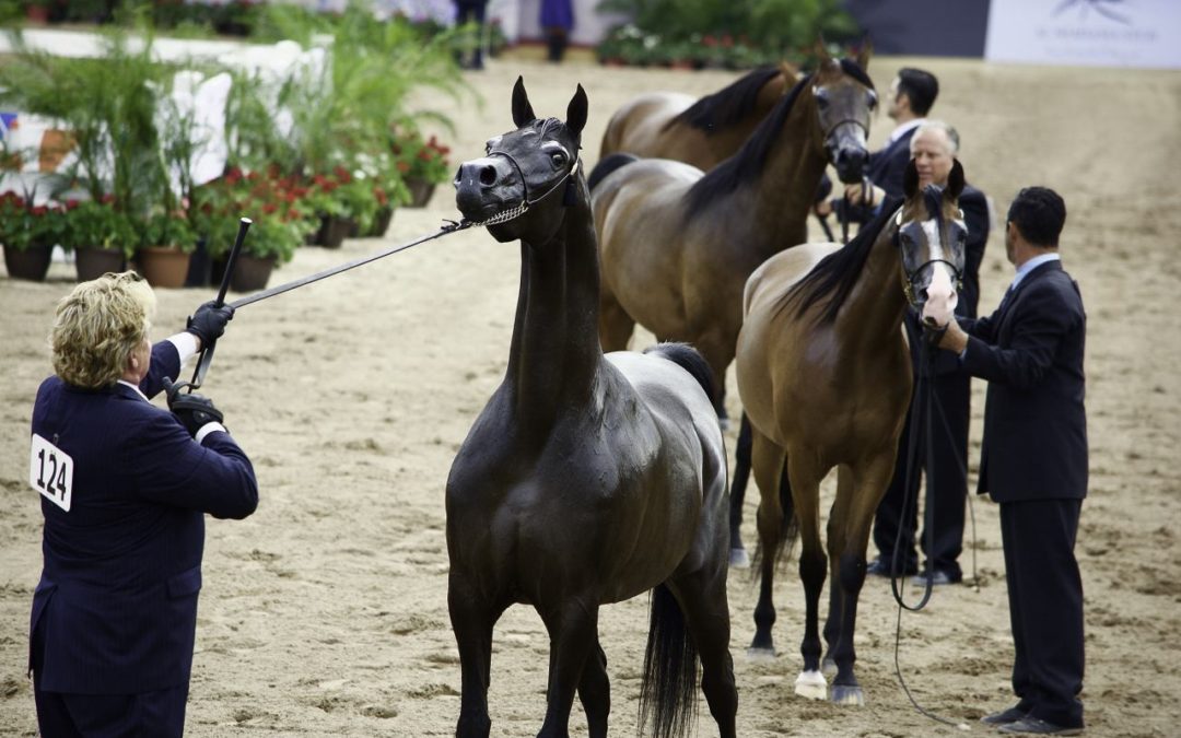 Pferdezüchter aus aller Welt bei den Arabian Breeder Finals