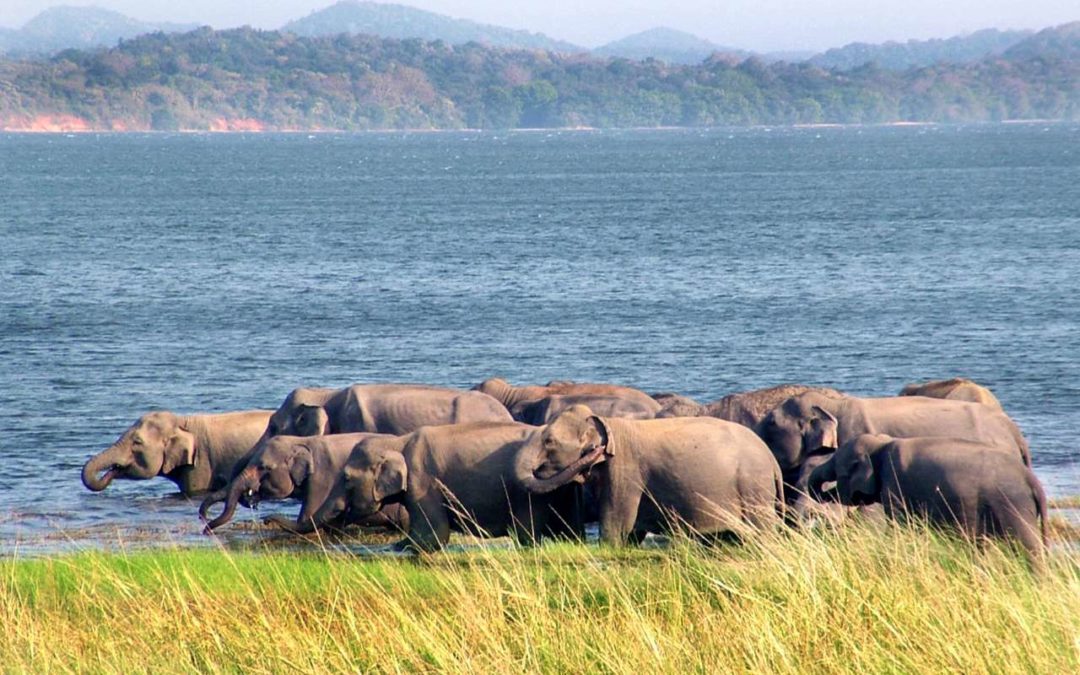 Elefanten-Beobachtungstour im Minneriya National Park auf Sri Lanka