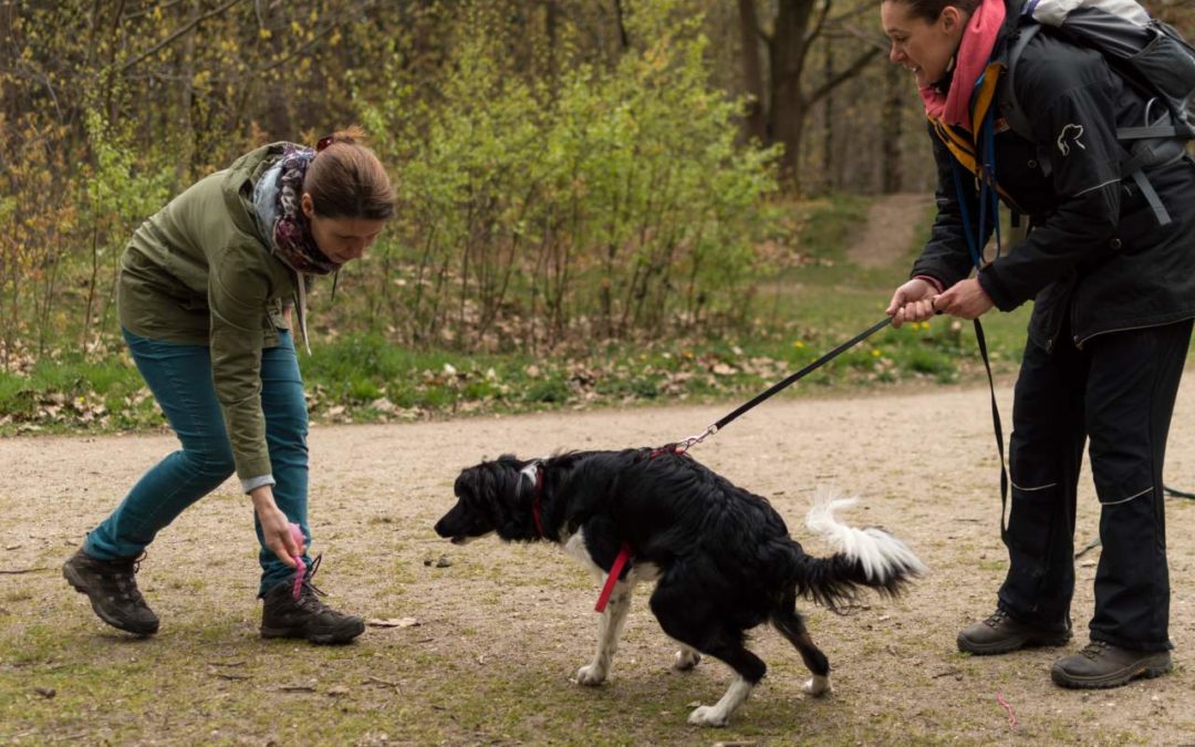 Krimitouren für Hund und Halter durch den Naturpark Schwalm-Nette