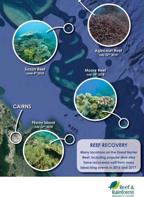 Great Barrier Reef: Anzeichen einer Erholung der Unterwasserwelt