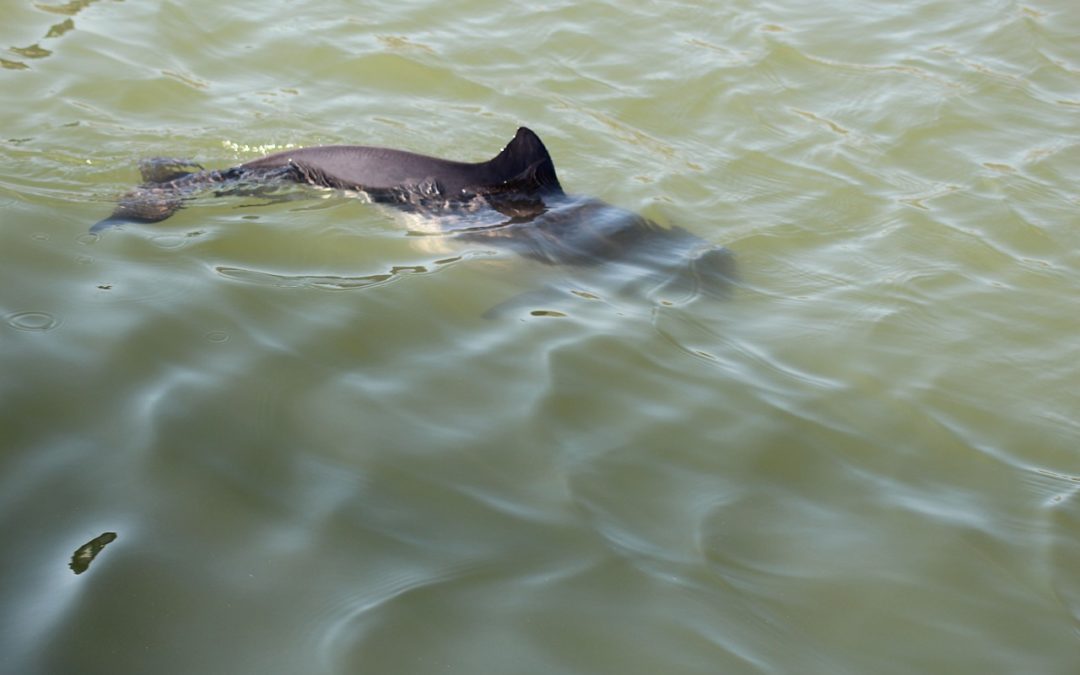 Whale Watching an der niedersächsischen Nordseeküste