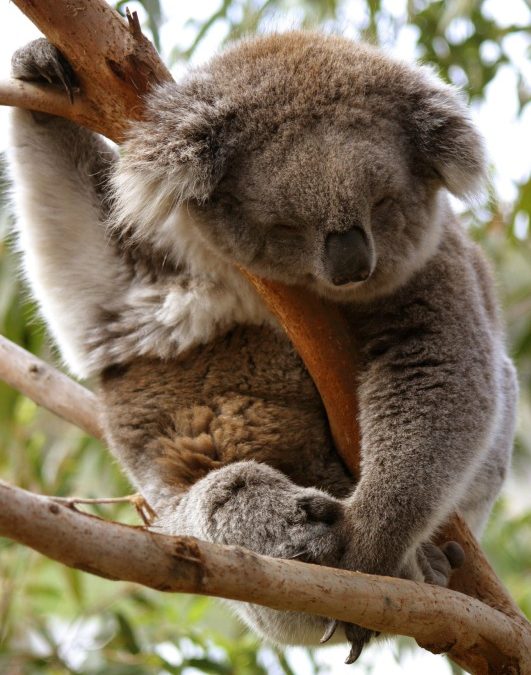 Australien: Süßes Koala-Video gibt Einschlaftipps