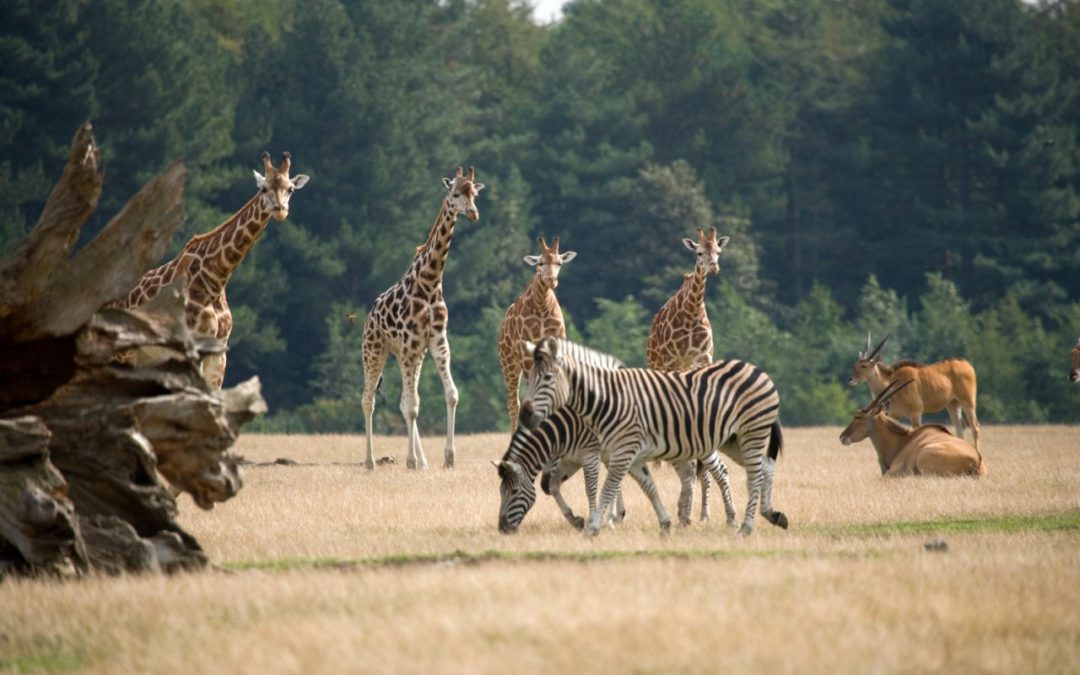 Lolland: Knuthenborg Safaripark jetzt auch mit Luxus Camp