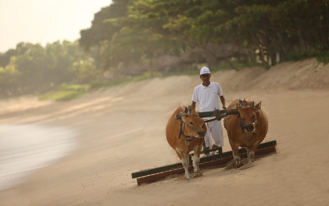 Kühe helfen bei der Strandreinigung des InterContinental Bali Resort