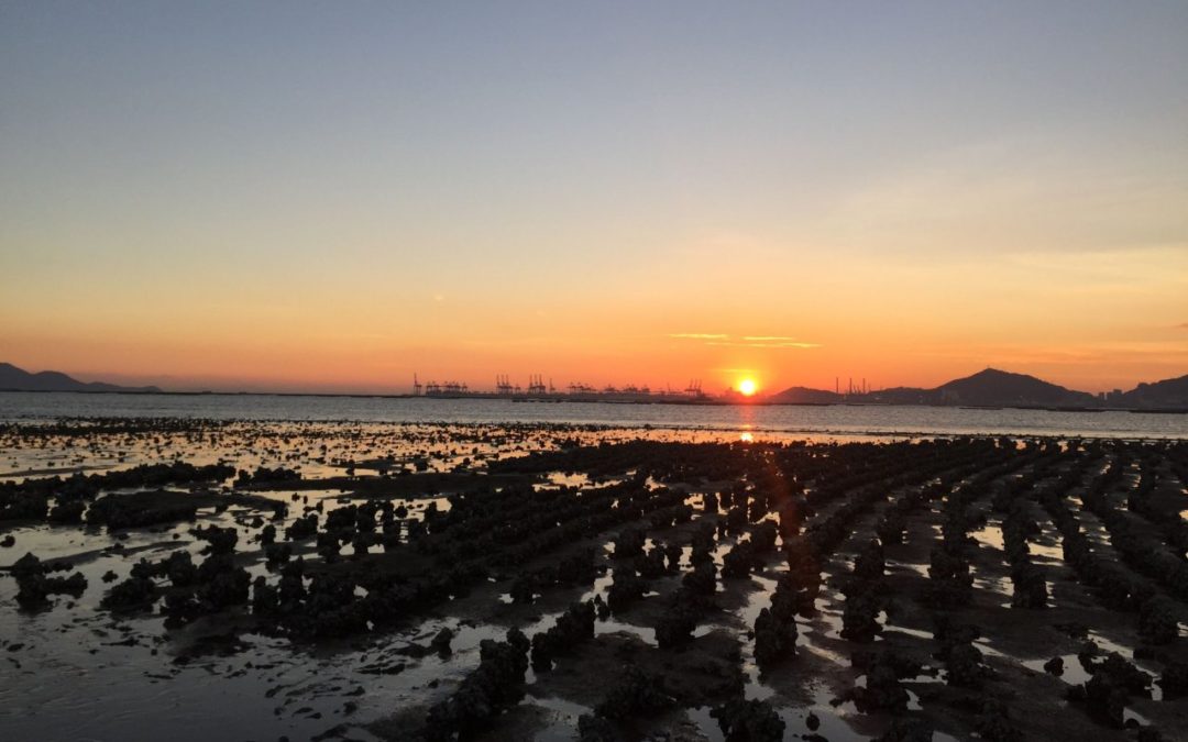 Nature Works will Hongkongs Austernriffe retten