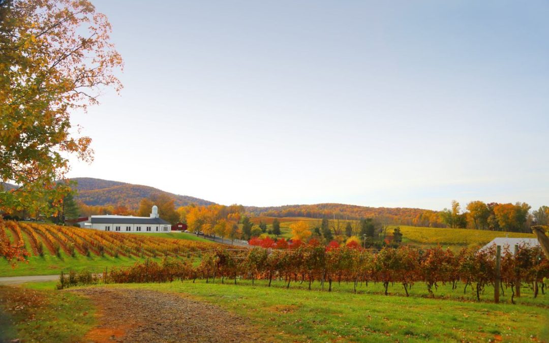 Vielfältige Weinkultur in Virginia und Maryland