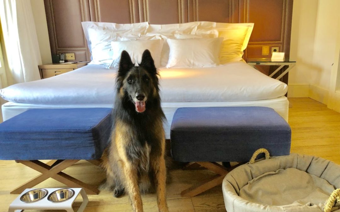 Hunde erlaubt im Designhotel Cort in Palma