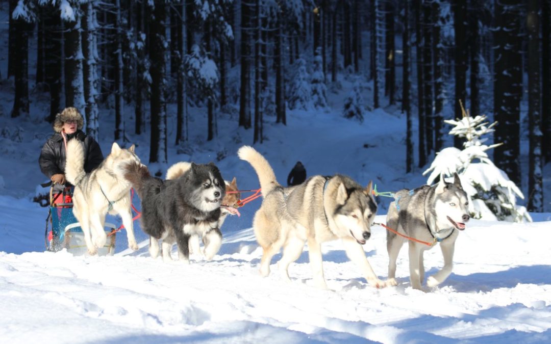 Hundeschlittentouren im Thüringer Wald