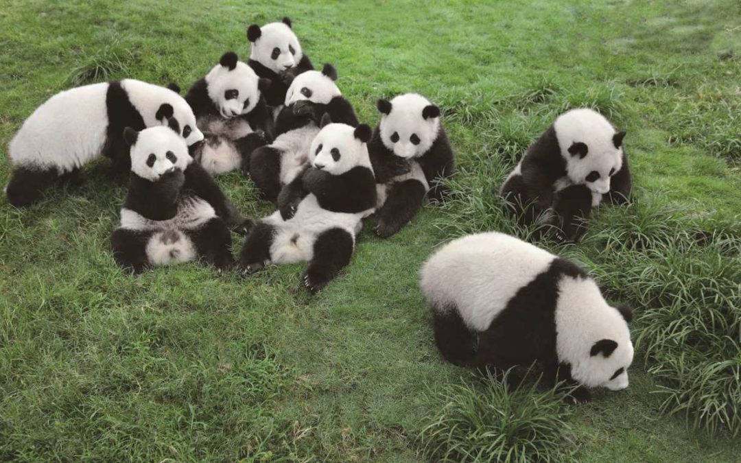 Live Streams zu den Pandas in der „Panda Base“ in Chengdu