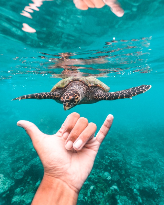 Meeresschildkröte am Riff des Waldorf Astoria Maldives