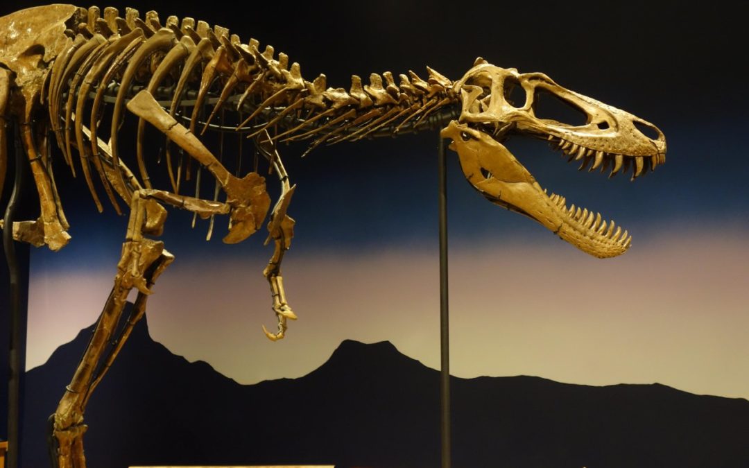 Hochwertige Dinosaurier-Sammlung im Burpee Museum in Rockford