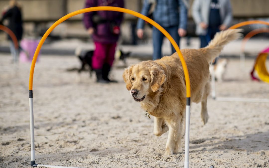 Hunde-Strand-Spiele an den Stränden der Lübecker Bucht