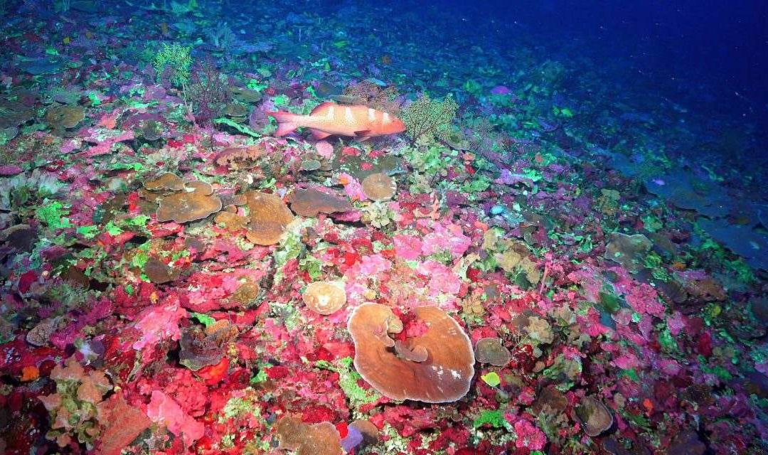 Forscher entdecken neues Korallenriff im Great Barrier Reef