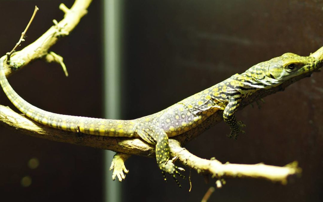 Zoo Leipzig freut sich über Komodowaran-Nachwuchs